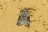 Nycteola siculana